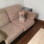 Boca Raton-Sofa-Pet-Stain-Cleaning